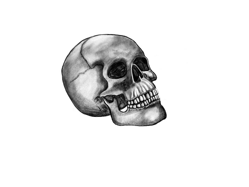 Skull, bones, dark, death, memento mori, white, HD wallpaper