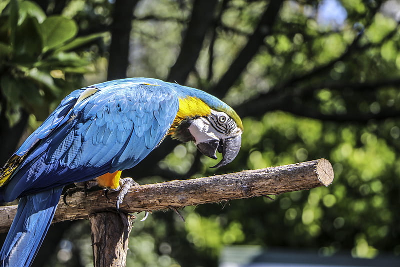 blue parrot perched on wood selective focus graphy, HD wallpaper