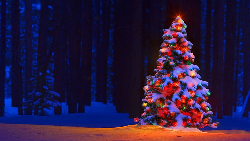 Christmas Tree, deco, holidays, xmas, christmas lights, lights, graphy, SkyPhoenixX1, season, night, outside, forest, christmas, decoration, christmas decoration, fir tree, winter, tree, silent night, snow, ice, nature, HD wallpaper