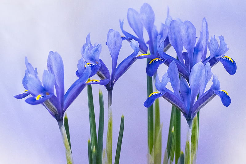 Irises, spring, iris, blue, vara, flower, summer, HD wallpaper