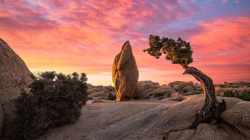 Penguin Rock In Joshua Tree NP During Sunrise, California, morning, colors, landscape, trees, clouds, sky, mountains, usa, HD wallpaper