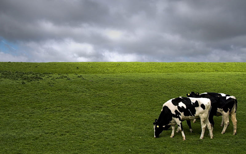 Holstein Friesian cattle Cow, cows HD wallpaper | Pxfuel