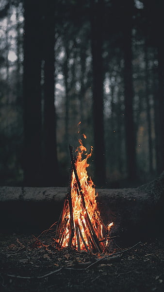 eterna verão floresta noite árvores, HD papel de parede