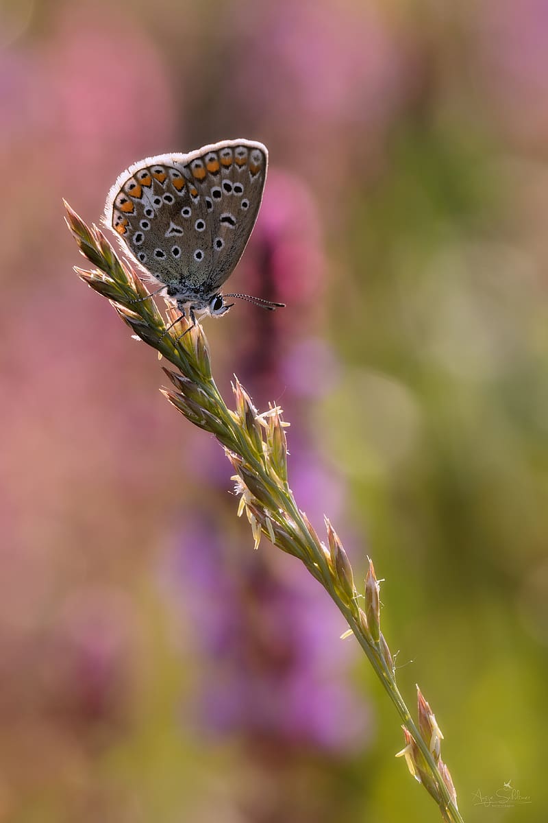 lycaenidae, butterfly, ear, grass, blur, macro, HD phone wallpaper