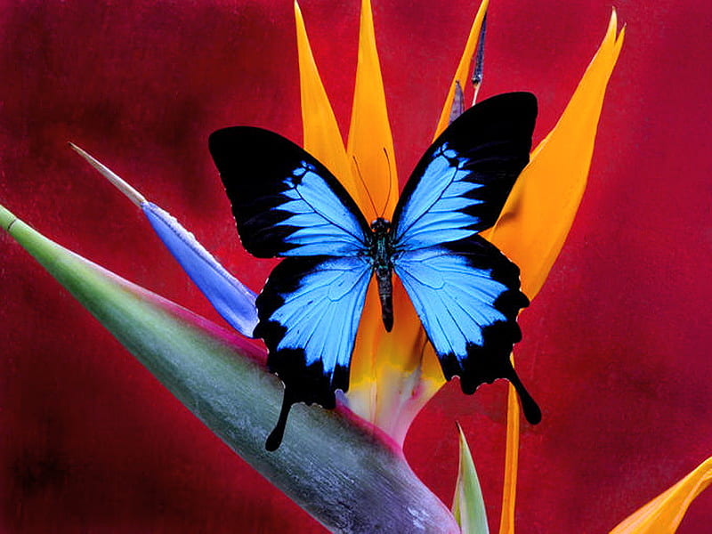 Butterfly in Paradise, morpho, bird of paradise, butterfly, flower, black, blue, HD wallpaper