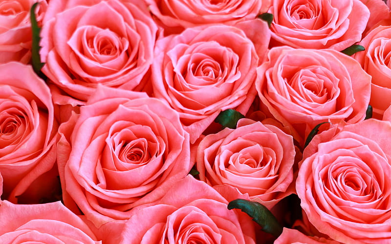 pink roses, large buds of pink roses, background with pink roses, roses background, pink rosebuds, HD wallpaper