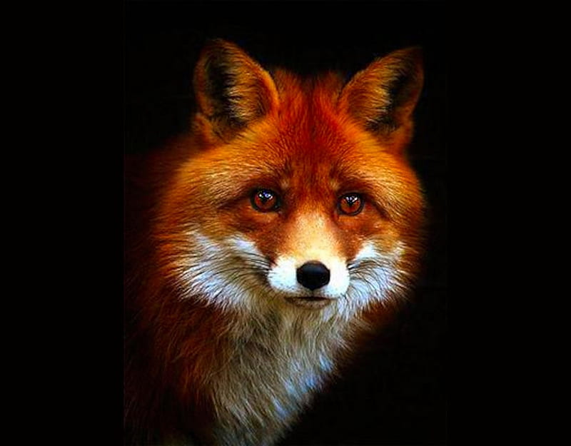Red Fox Portrait, Etsy, color on black, album, all things red, HD wallpaper