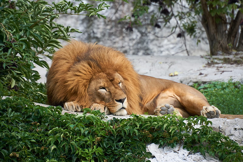 lion, big cat, sleep, HD wallpaper