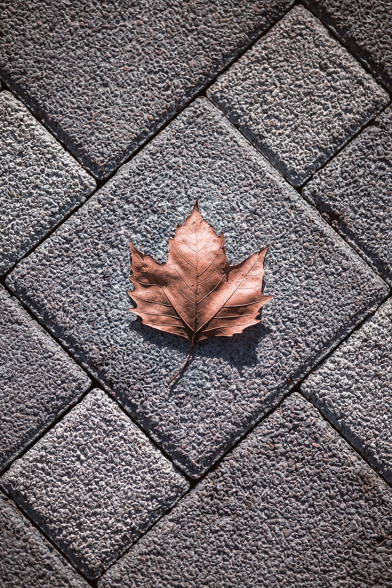 brown maple leaf on gray concrete floor tile, HD phone wallpaper