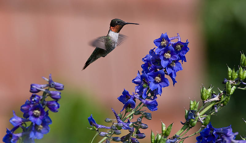 Ruby throated Hummingbird, flower, hummingbird, bird, delphinium, HD wallpaper