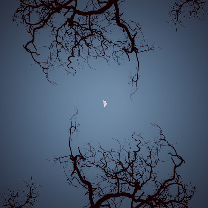 moon, branches, bottom view, night, sky, HD phone wallpaper