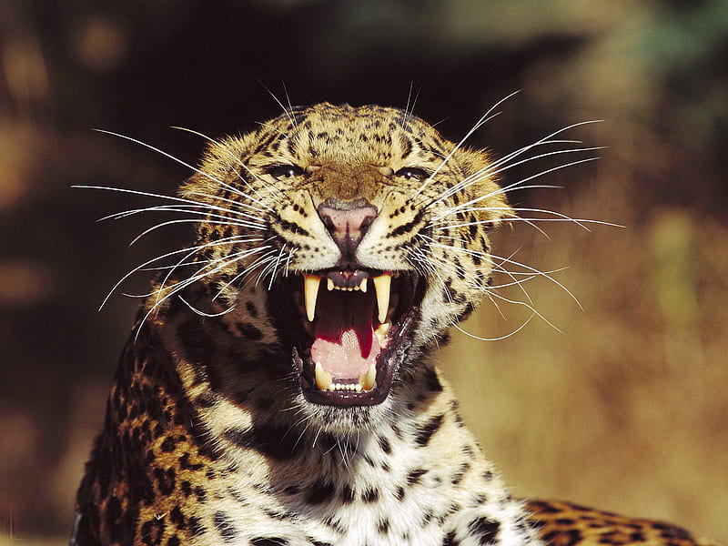 Leopard, wild animal, wild cat species, cat, HD wallpaper