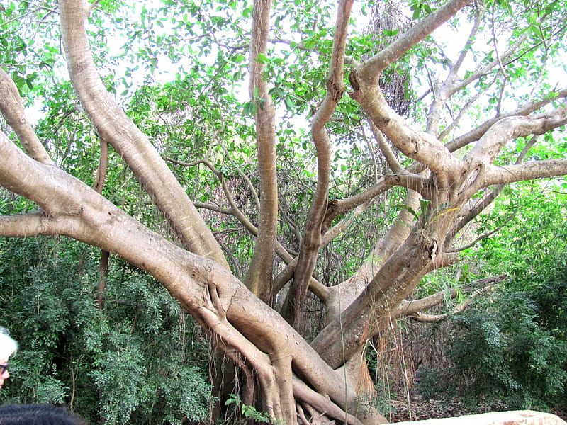 Gum Tree, tree, mexico, nature, tropics, branches, HD wallpaper