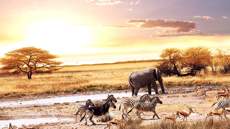 Africa, zebras, african elephants, deers, savanna, HD wallpaper