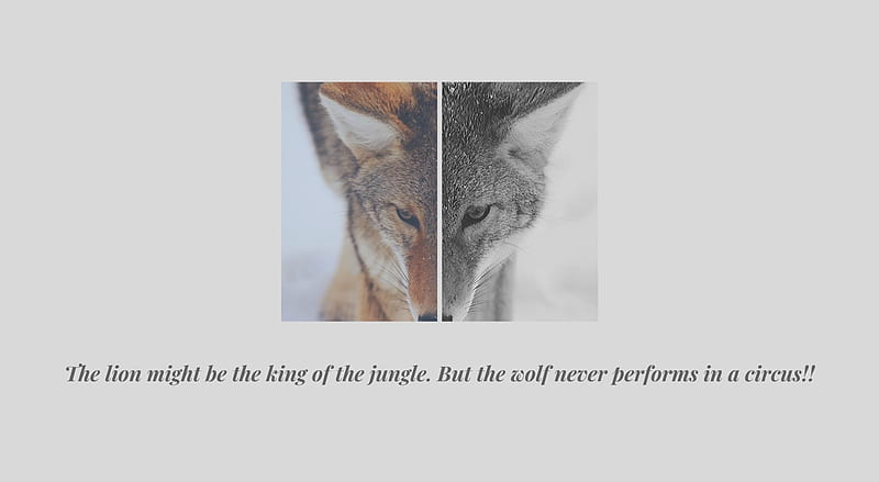 The Wolf Ultra, Artistic, Typography, Jungle, Lion, Wolf, Quote, HD wallpaper