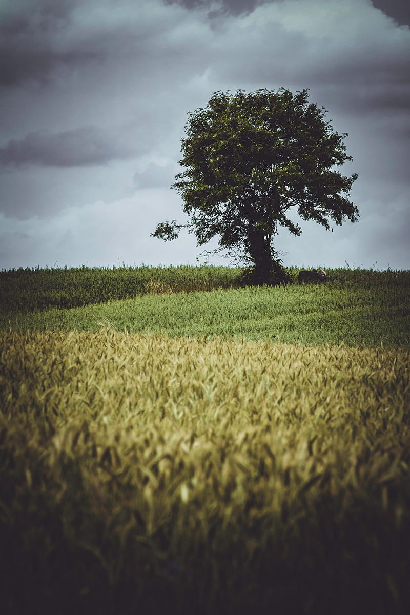 tree, glade, grass, clouds, HD phone wallpaper