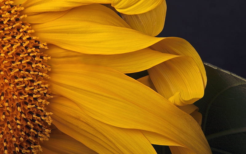 Sunflower close shot Oregon, HD wallpaper
