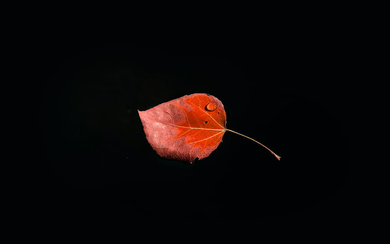 Single, leaf, minimal, dark, nature, red, HD wallpaper | Peakpx