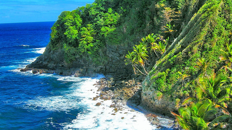 Tropical Caribbean Coast Ocean Waves Palm Trees Bushes Blue Sky Background Nature, HD wallpaper