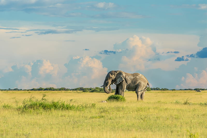 Animal, Elephant, Savannah, Wildlife, HD wallpaper