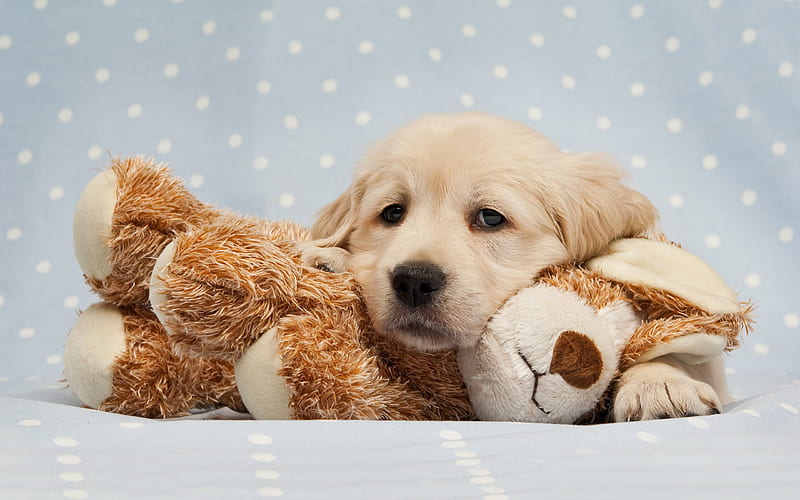labrador, toy, puppy, retriever, small labrador, pets, cute animals, labradors, golden retriever, HD wallpaper