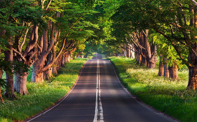Tree-Lined Road, nature, roads, trees, green, HD wallpaper