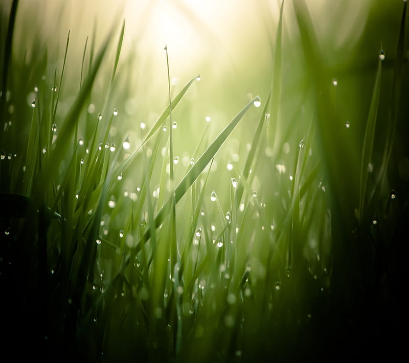 Dew drops, landscape, nature, other, HD wallpaper | Peakpx