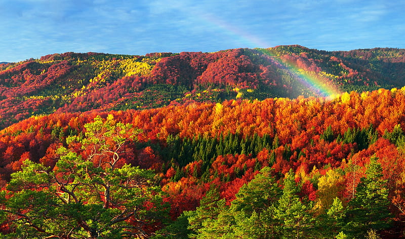 Autumn Forest, Landscape, Peak, Ukraine, Outdoor, Park, Meadow, Valley, Hll, HD wallpaper