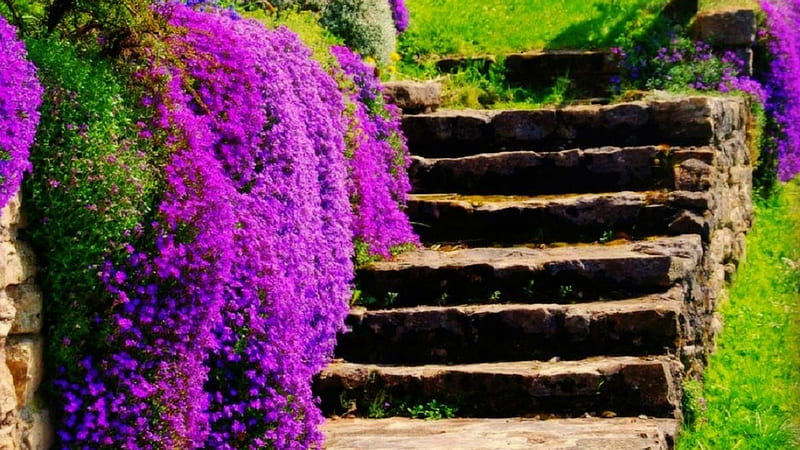 Purple Flowers Green Leaves Hanging On Stone Wall And Climbs Plants Green Plants Bushes Nature, HD wallpaper