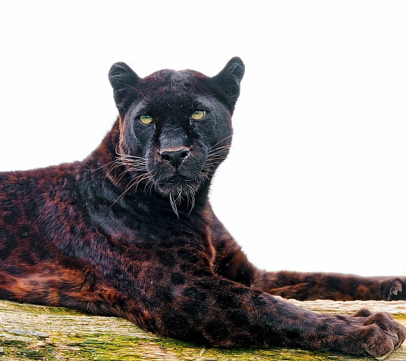 Black Panther, big cats, carnivors, felines, predators, HD wallpaper