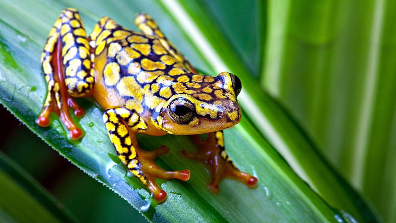 Yellow Black Designed Frog On Green Leaf With Water Drops Frog, HD wallpaper