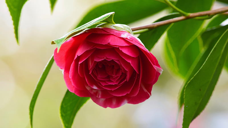 Bright Pink Camellia on a Blurred, blurred, leaves, green, flowers, nature, pink, camellia, HD wallpaper