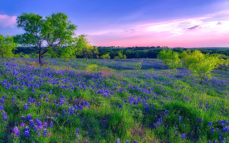 Earth, Meadow, Flower, Sunset, HD wallpaper | Peakpx