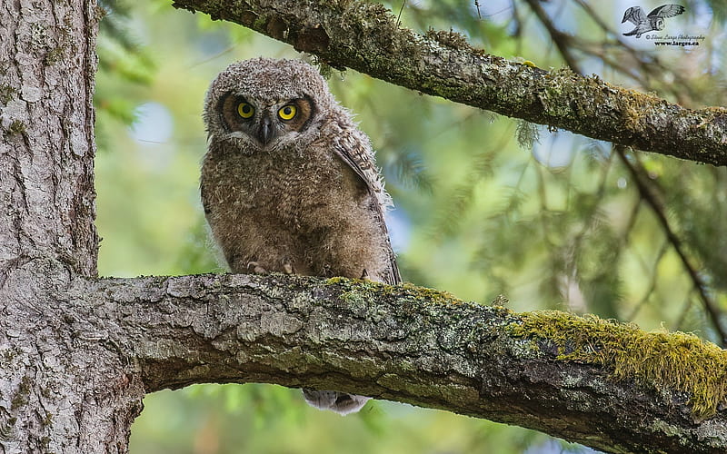 Great Horned Owlet, owl, tree, bird, owlet, HD wallpaper