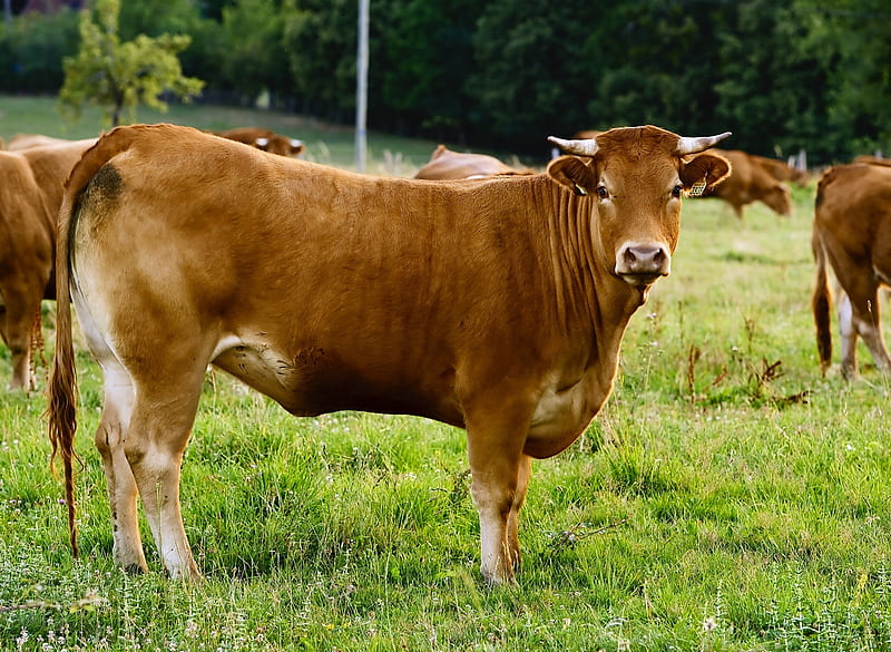 Brown cow, farm, cow, brown, grass, jersey, domestic, HD wallpaper