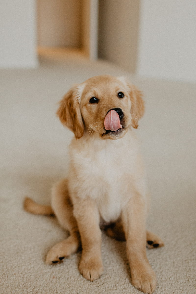 golden retriever, retriever, puppy, protruding tongue, HD phone wallpaper