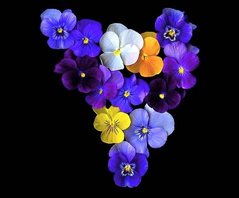 Spring faces, orange, colors, yellow, spring, purple, black background, pansies, flowers, violet, white, blue, HD wallpaper