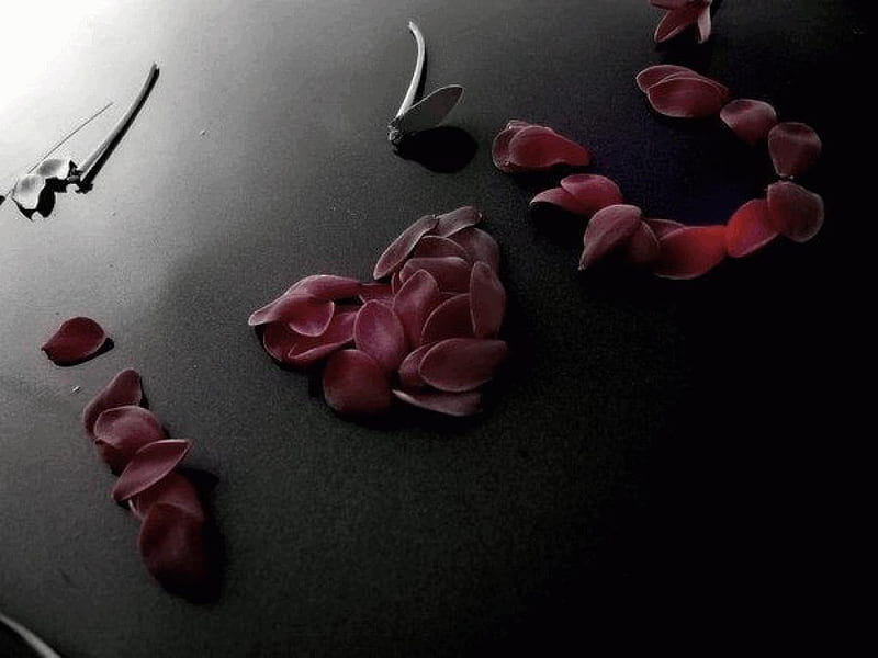 I Love You Petals, red, petals, roses, i love you, HD wallpaper | Peakpx