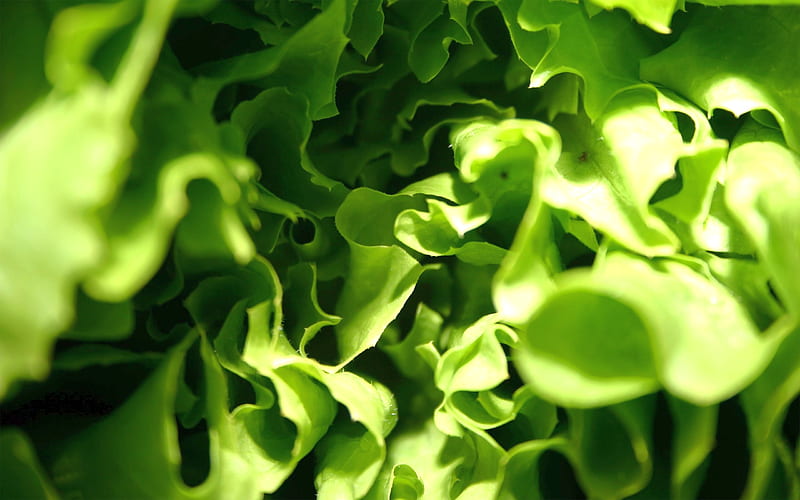 Lettuce, greens, green, leaf, HD wallpaper