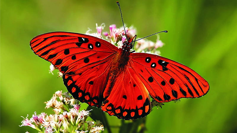 Red Butterfly Collects Nectar, wings, butterfly, flowers, nectar, insects, animal, HD wallpaper