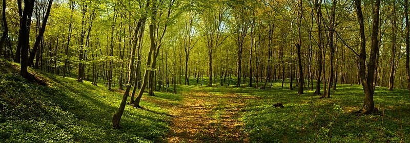 Deep forest, Green, Nature, Forest, Trees, HD wallpaper