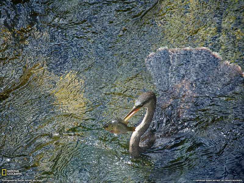 Anhinga Everglades National Park-National Geographic magazine, HD wallpaper