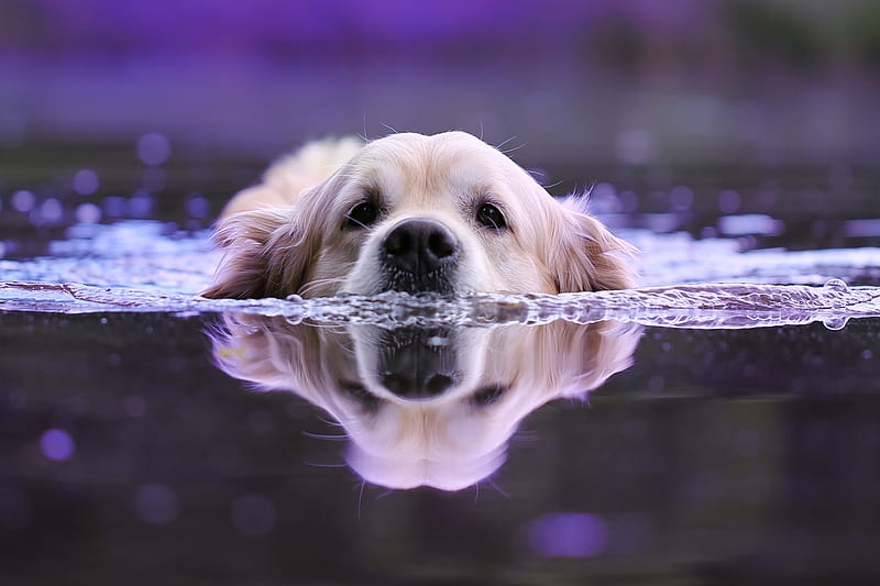 Dog Swimming, dog, animals, HD wallpaper