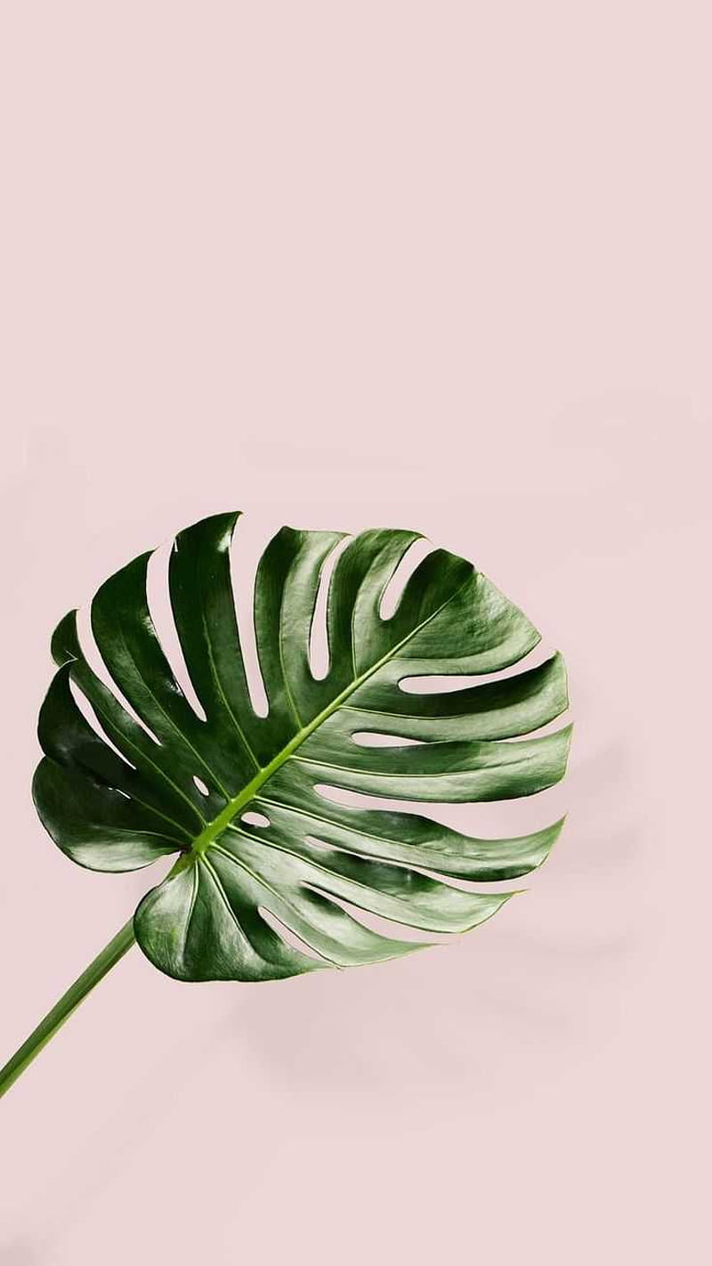 Simple Plant, Simple Plant Aesthetic, HD phone wallpaper