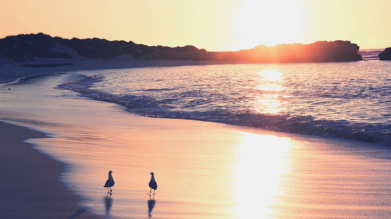 seabirds walking on a beach at sunset, beach, birds, sunset, sea, HD wallpaper