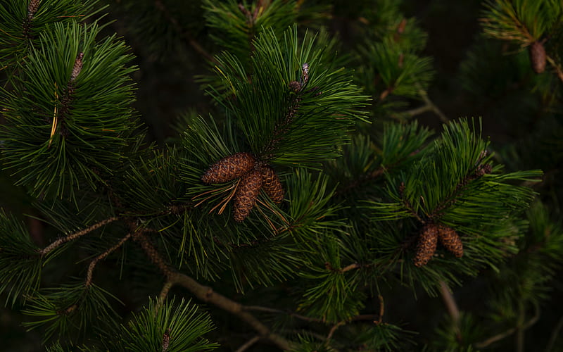 pine branches, green tree branch, cones, green background, tree texture, HD wallpaper