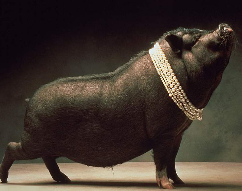 fancy black pig, pig, wal, black, fancy, animal, HD wallpaper