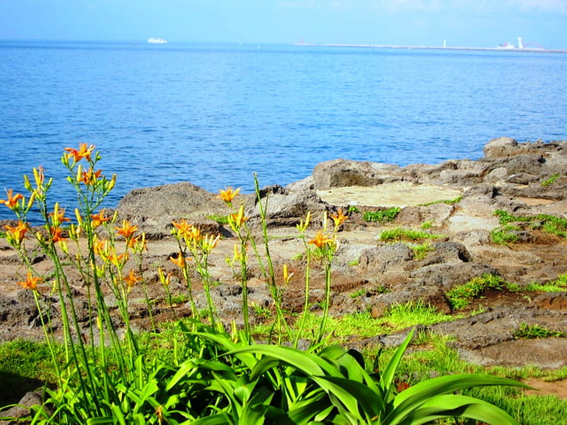 orange daylily, golden needles, lily flowers, orange, ocean, HD wallpaper