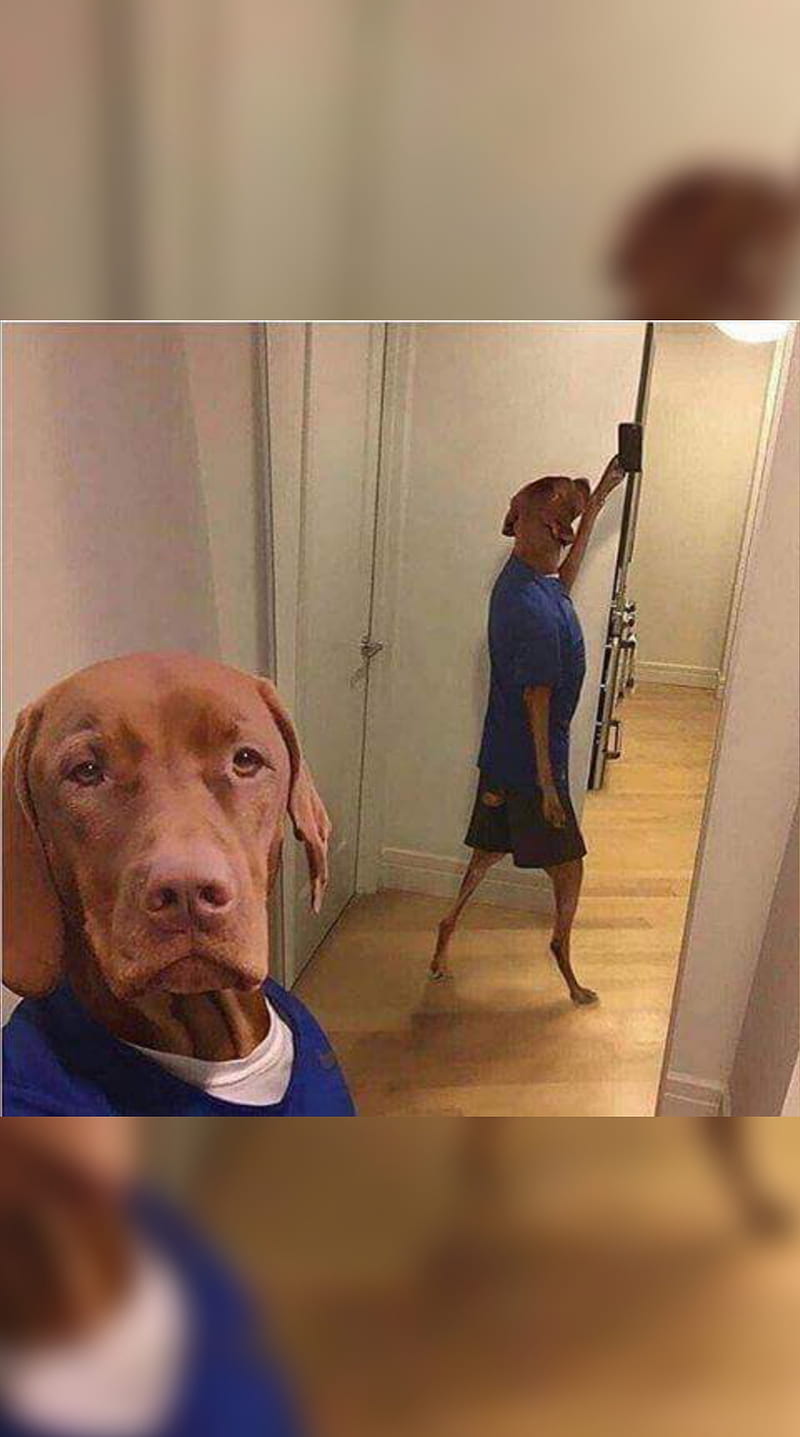 My dog made selfie, HD phone wallpaper