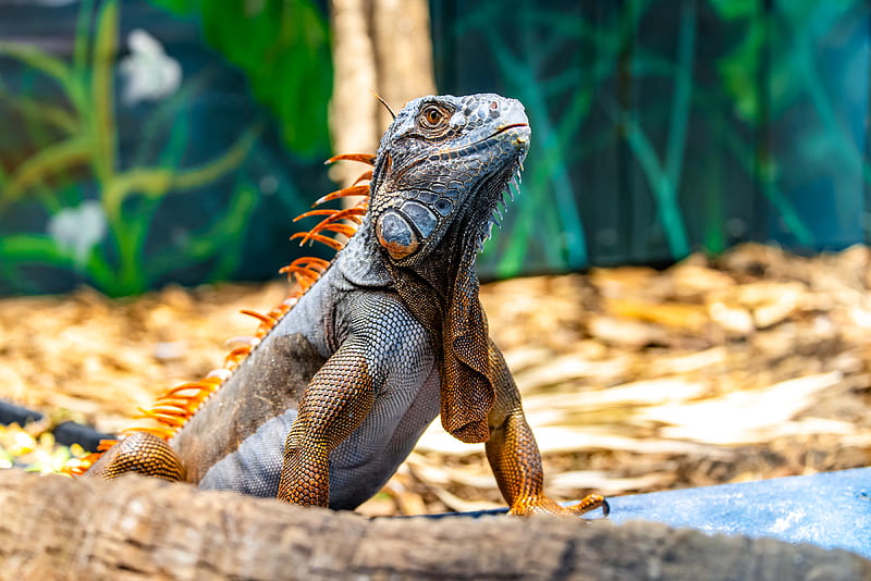 iguana, reptile, lizard, orange, HD wallpaper